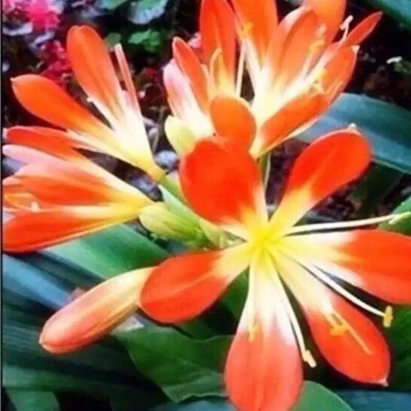 君子兰苗室内绿植花卉高档植物室内盆景兰花盆栽君子兰盆栽君子兰大小
