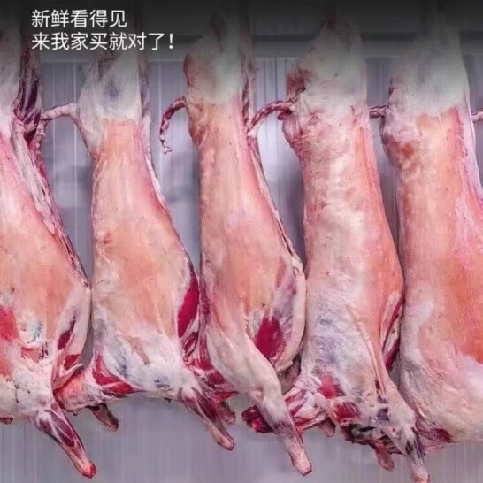 京沭内蒙古羊肉生鲜现宰10-30斤烤全羊整只羔羊肉新鲜烧烤食材整羊 全羊整只10-12斤