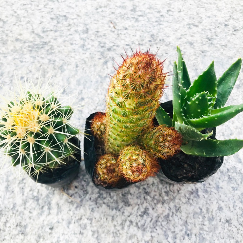 仙人掌仙人球开花植物绯花玉万重山黄毛掌室内盆栽 金琥 金手指 芦荟