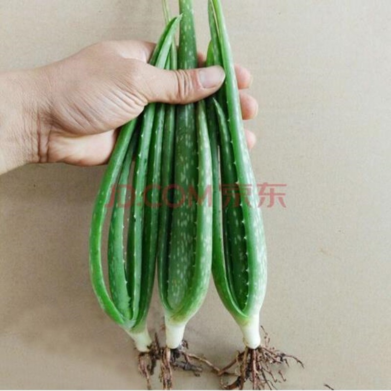 ����������«���� «������ֲ�� ���ڶ���ֲ������«���� һ����1�� ���������ġ� 6.8Ԫ