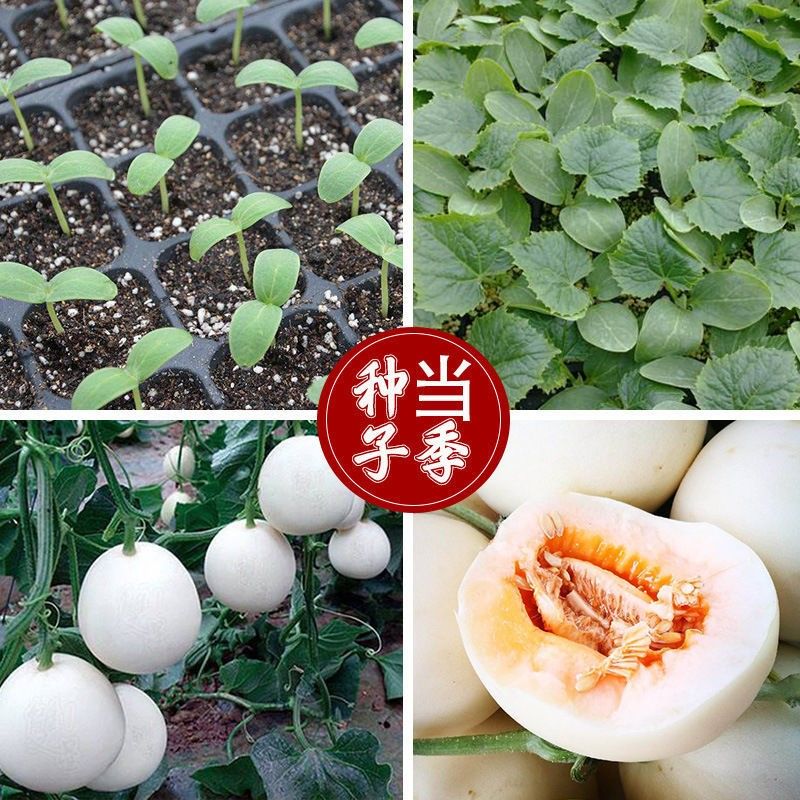 蜜甜瓜子种超甜早熟高产小香瓜水果籽种四季播农家春 西甜王子甜瓜1袋