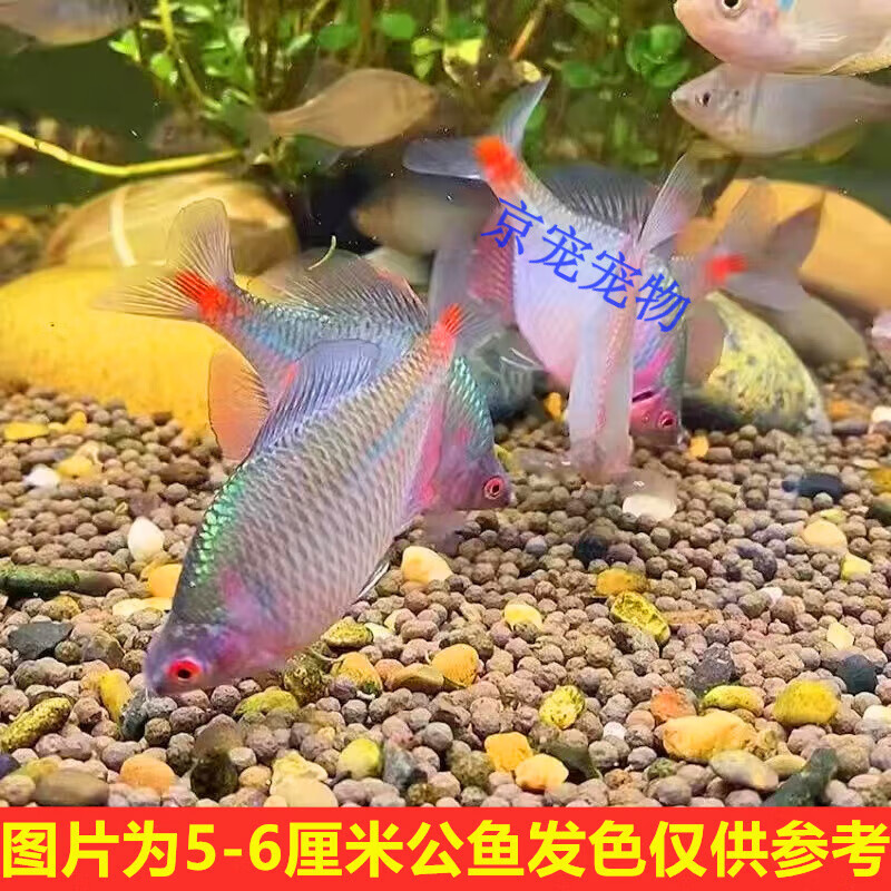 鱼冷水鱼原生鱼七彩旁皮鱼高体旁皮活体 3-4厘米5 1防损=6条公母混发