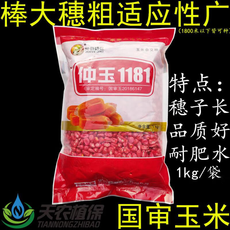 咯咚仲玉1181国审杂交玉米种子998抗倒大棒饲料玉米种籽大田用种 1
