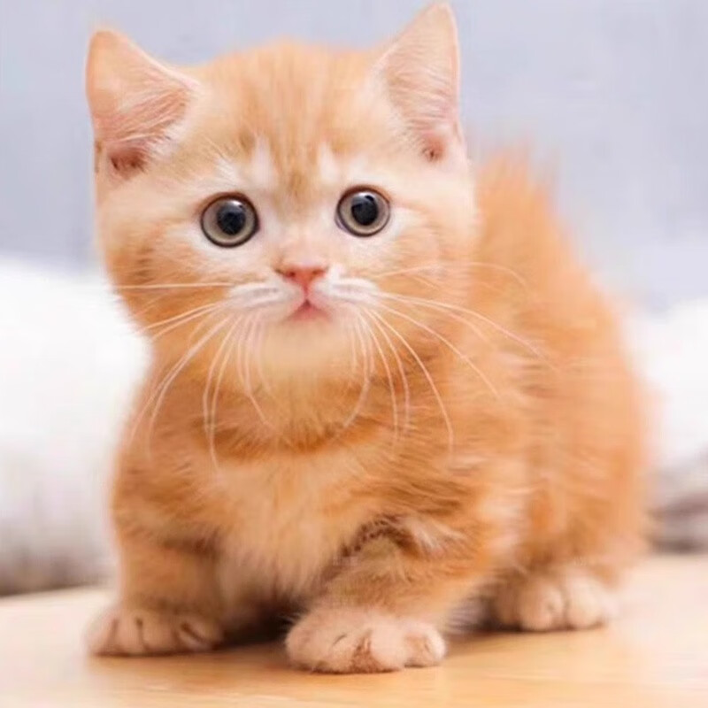 中华田园猫狸花猫橘猫白猫英短蓝猫银渐层金渐层混血猫咪活体幼猫