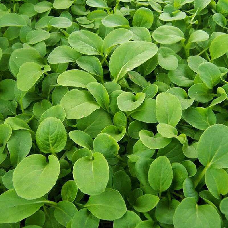 鸡毛菜种子籽孑小白菜油菜菠菜四季阳台种植盆栽家用蔬菜食用 鸡毛菜