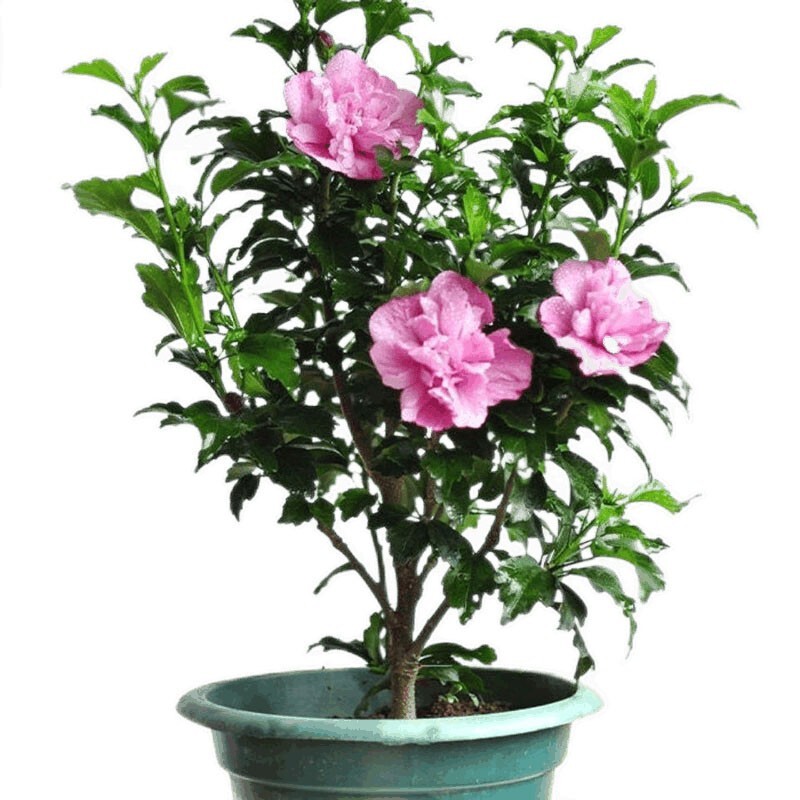 花无痕 四季种植庭院阳台苗木盆栽地栽花卉树苗 木槿花苗 5年苗