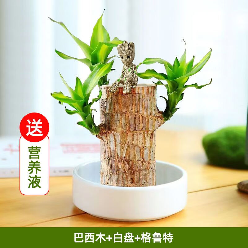 巴西木帶芽開花水養(yǎng)幸運木水培綠植物室內花卉盆栽格魯特 巴旦木+白圓盤+格魯特 高10-11厘米發(fā)芽多()