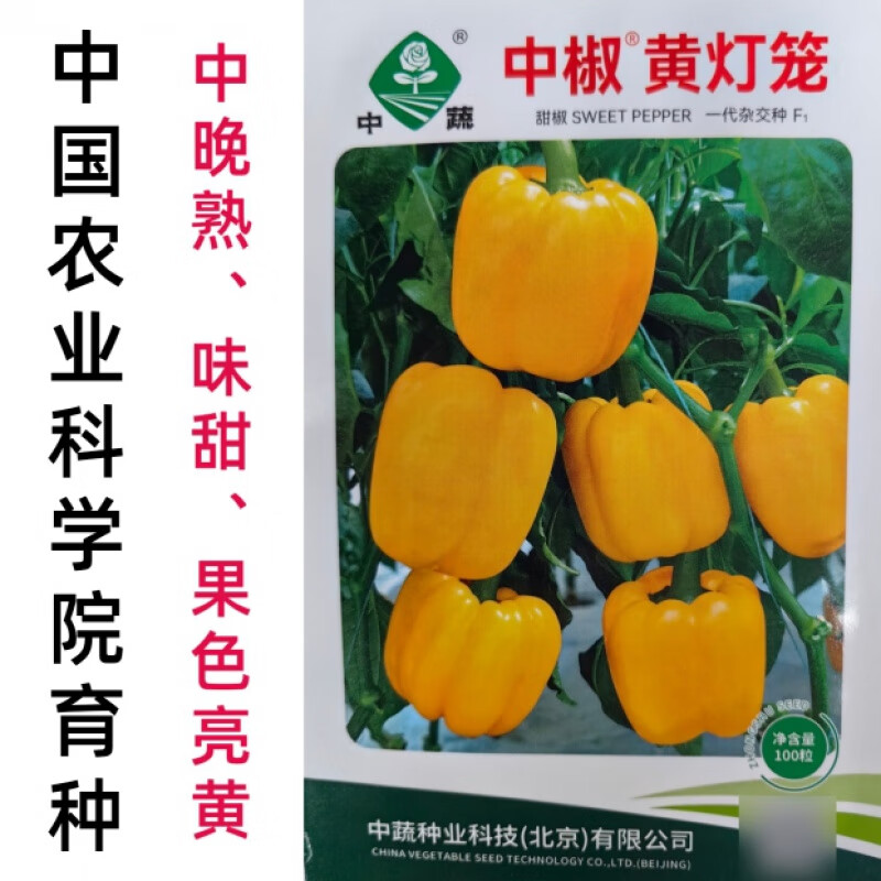 汇种草农彩椒种子黄色甜椒种子中椒黄灯笼辣椒黄皮柿子椒方椒种子籽孑