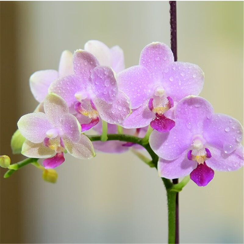 当年开花 室内桌面花卉绿植盆栽 蝴蝶兰花苗 兰花盆栽君子兰苗 水晶粉