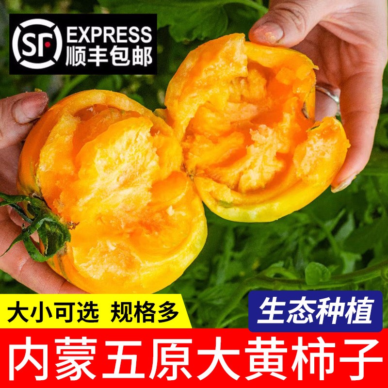 顺丰 内蒙古五原县农家黄色大西红柿  现摘黄番茄黄柿子 5斤（6-9个）