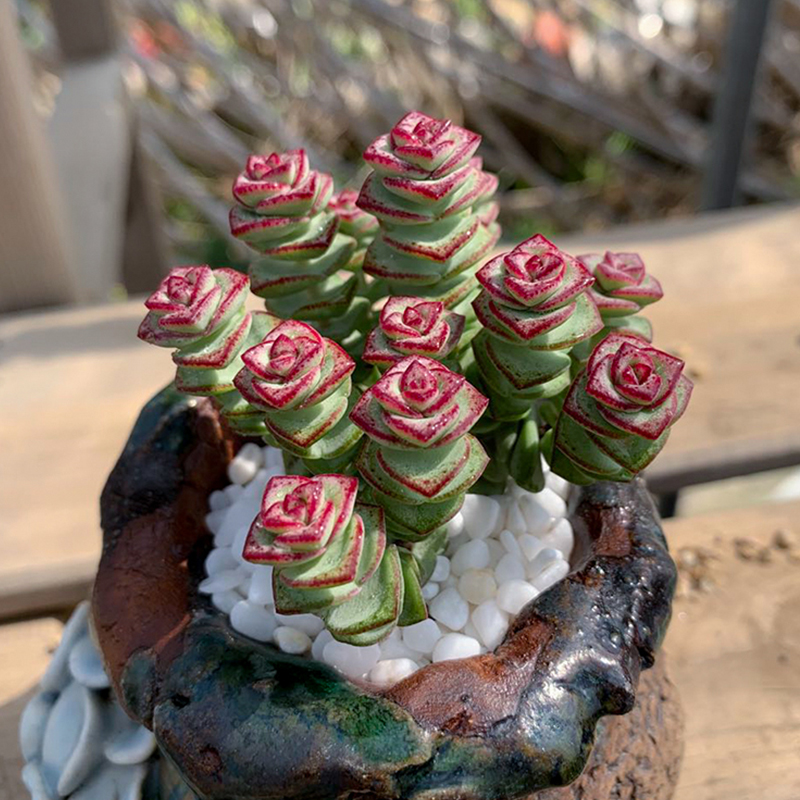 钱串锦多肉植物开花花卉绿植大颗好养精品钱串子肉肉小盆栽 钱串小群