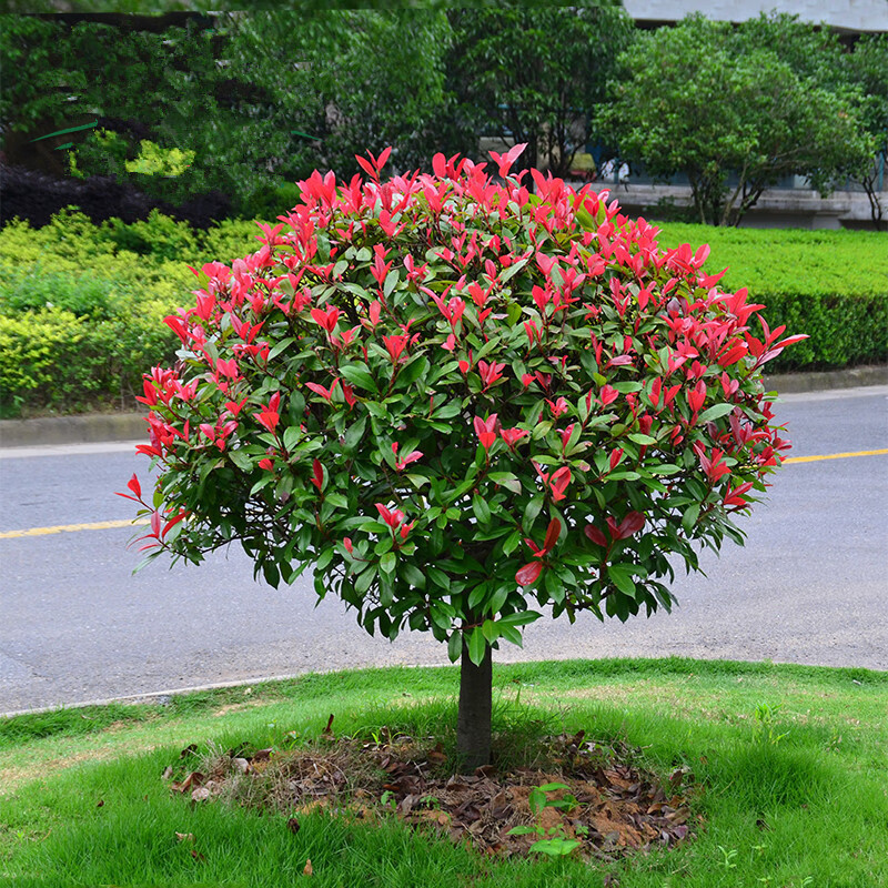 树四季常绿庭院花园绿化植物耐寒耐旱火焰红好养 石楠球冠幅p65cm左右