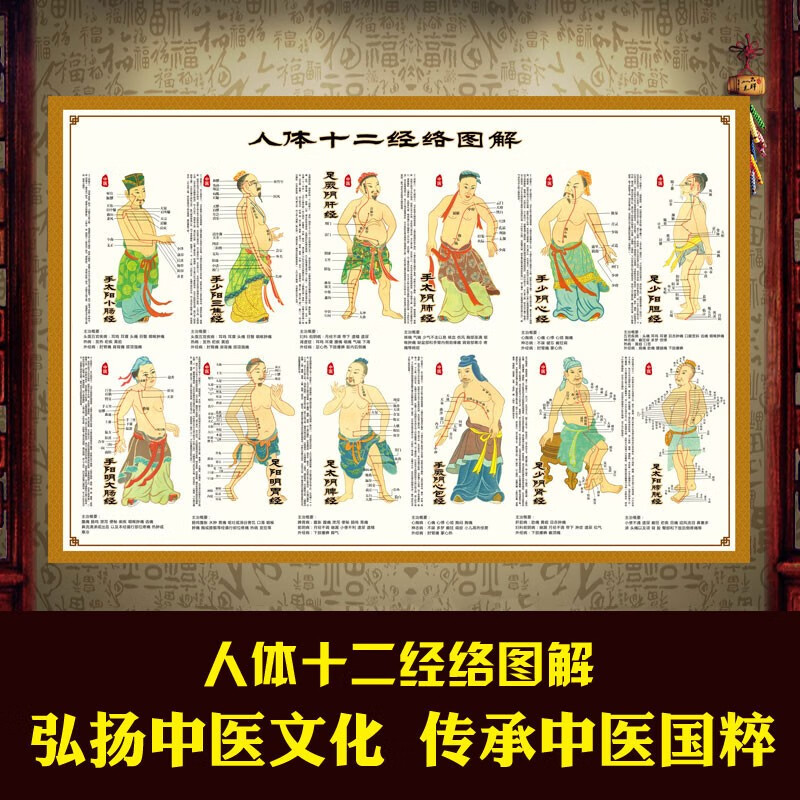 中医养生馆按摩身体12人体十二经络穴位图大挂图艾灸穴位图解全身 s