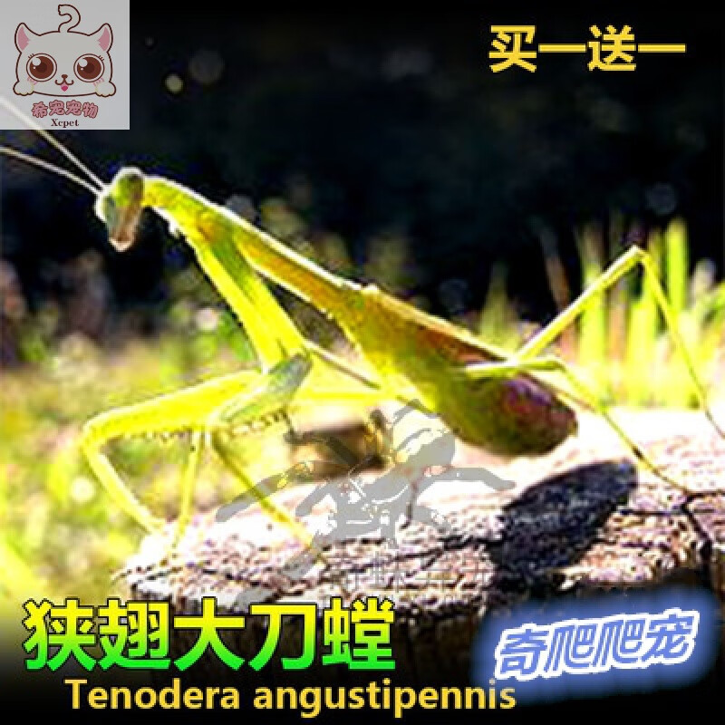 中华大刀螳螂活体幼体个性爬宠爬虫宠物活体螳螂另有卵夹 狭翅螳螂1l