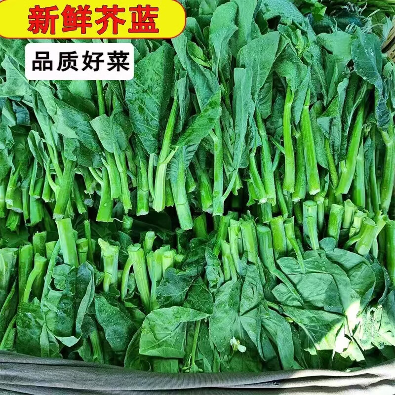 农家自种芥蓝菜新鲜蔬菜白灼芥兰炒牛肉新鲜蔬菜 5斤(顺丰包邮+泡沫箱)