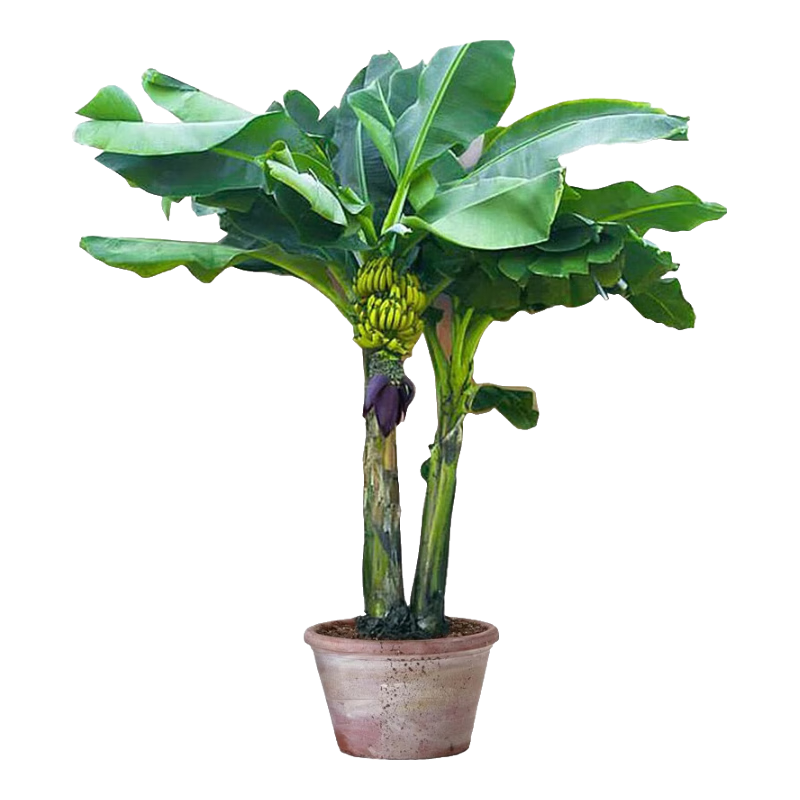 梦开始芭蕉树苗地栽盆栽绿植香蕉苗粉蕉庭院芭蕉树耐寒观赏北方室外好养 芭蕉树苗100～120厘米高1棵带士 基地直销
