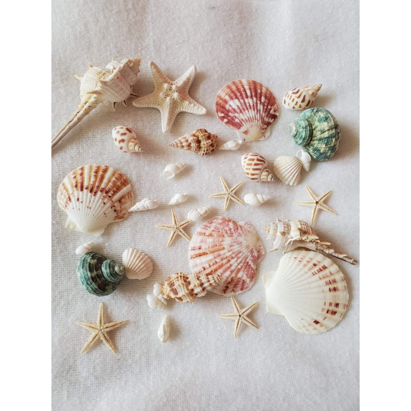 茶云艺云天然贝壳海螺海星材料包手工diy拍摄背景风铃漂流瓶鱼缸 贝壳