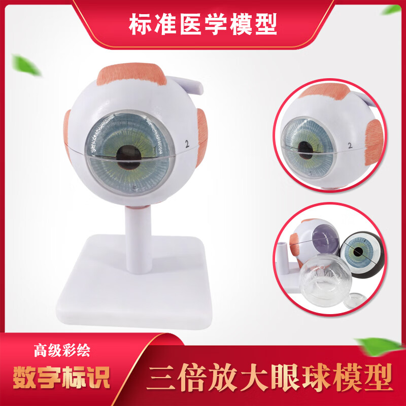 眼球放大模型标本摆件人体器官解剖层次结构模型眼眶医 三倍放大眼球