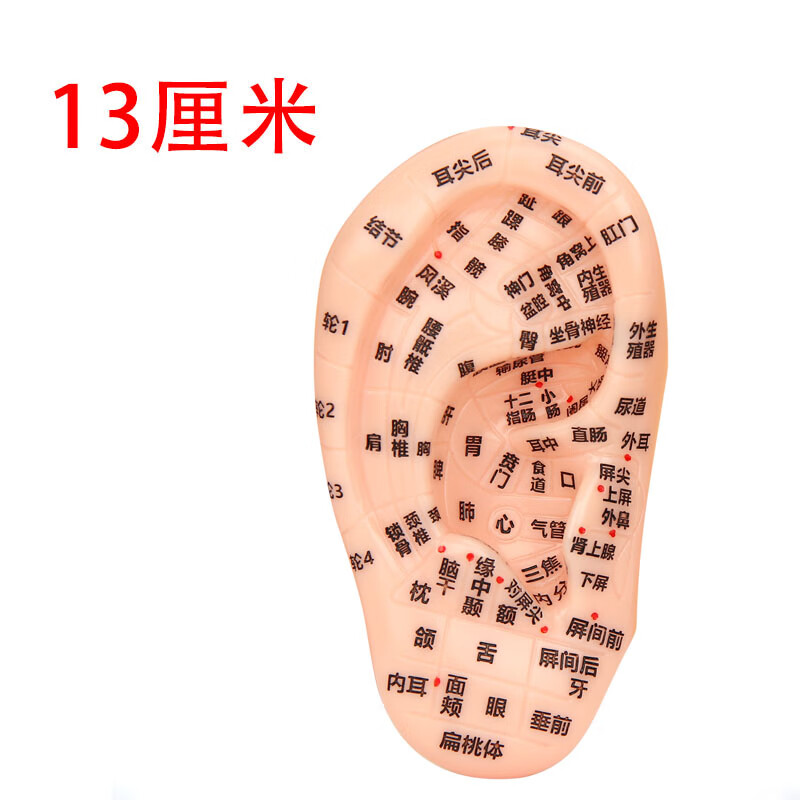 17cm 18cm耳穴位模型耳朵模型反射区模型耳朵针灸模型经络 乳白色
