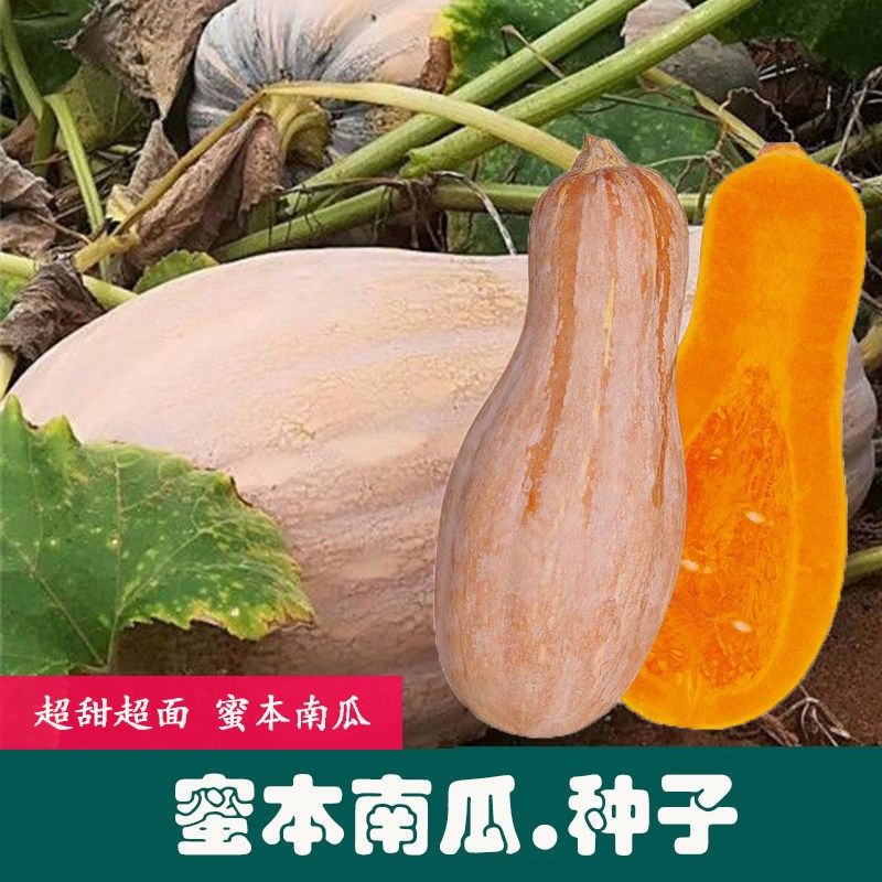 菜友蜜本南瓜种子 农田菜园中早熟香甜面长南瓜高产蔬菜南瓜种子 蜜本