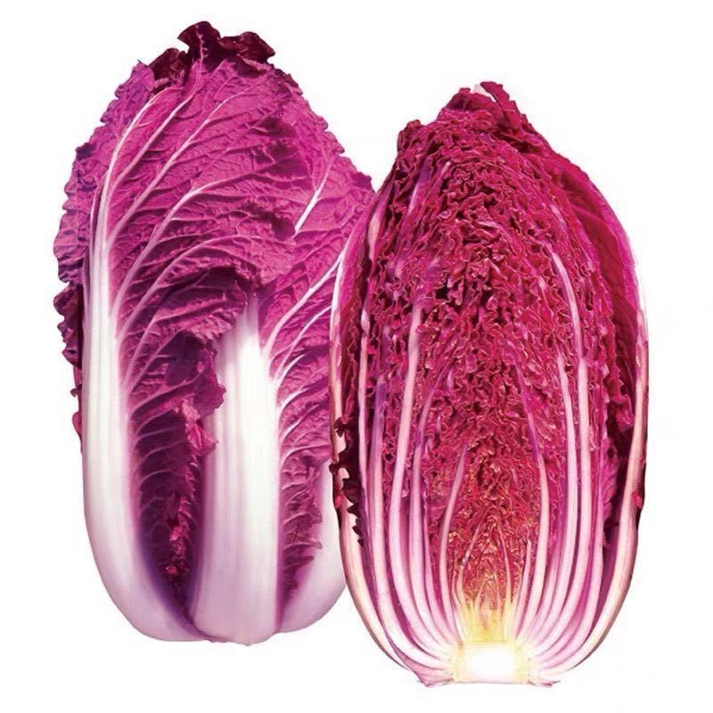 营养紫白菜种子里外紫色大白菜四季播种庭院田地农科院有机蔬菜籽