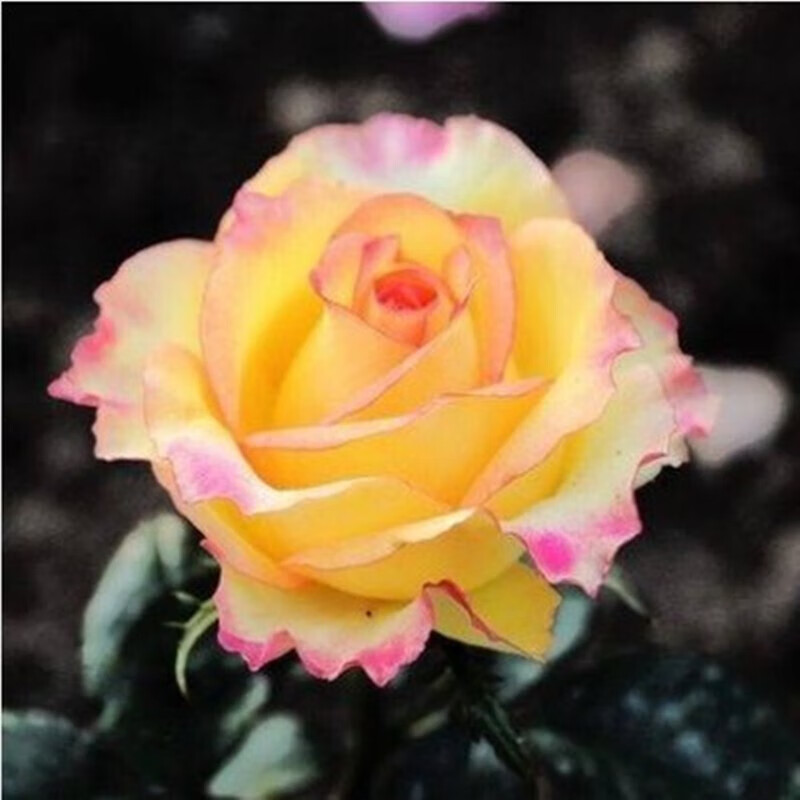 看花卉价格走势的软件|花卉价格历史