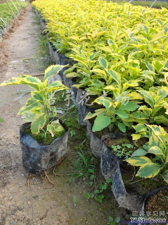 美漾假连翘 绿化工程苗灌木 金叶假连翘 金边假连翘地被植物绿篱色 高