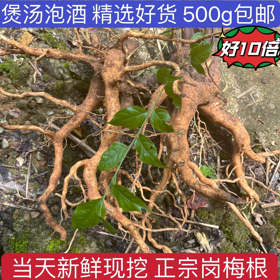 新鲜岗梅根 点称星 土甘草 山梅根 天星木 秤星树 根500g 500g 深山现