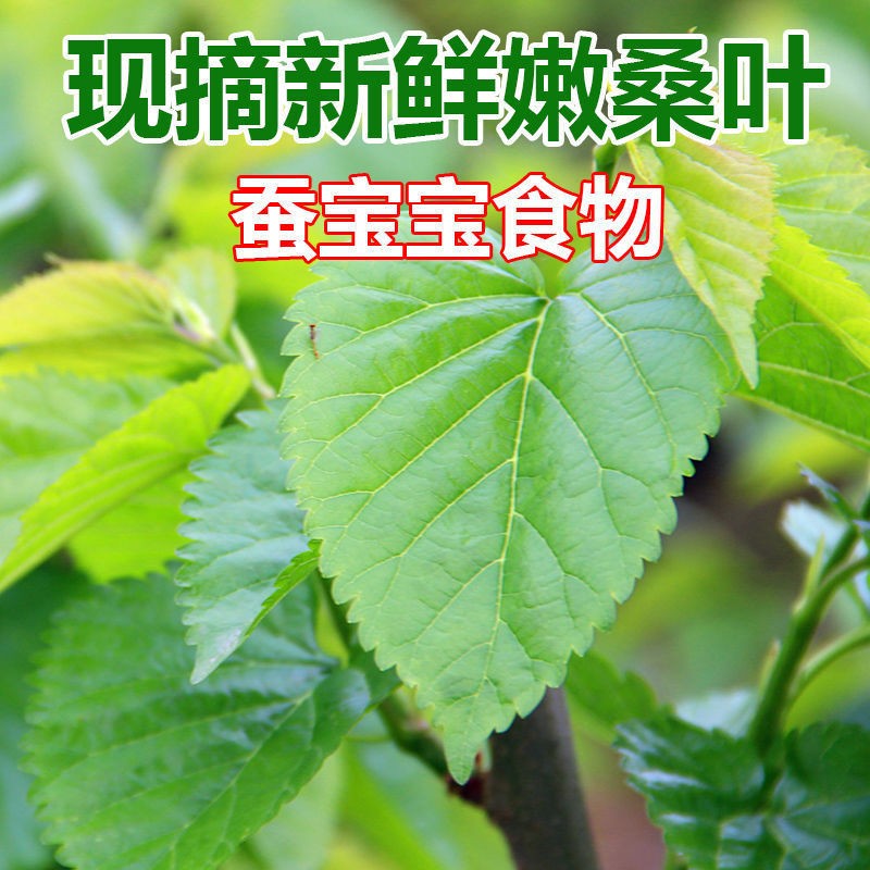 牧粮健新鲜桑叶基地现摘食用养蚕饲料新鲜嫩叶蚕卵蚕宝宝食物 100克