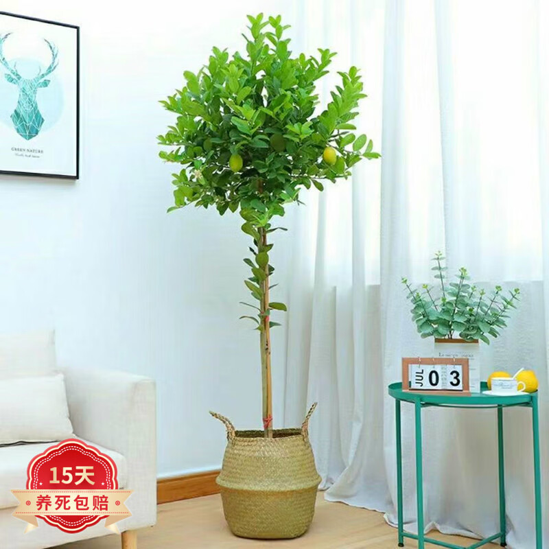 大型绿植价格分析助手|大型绿植价格历史
