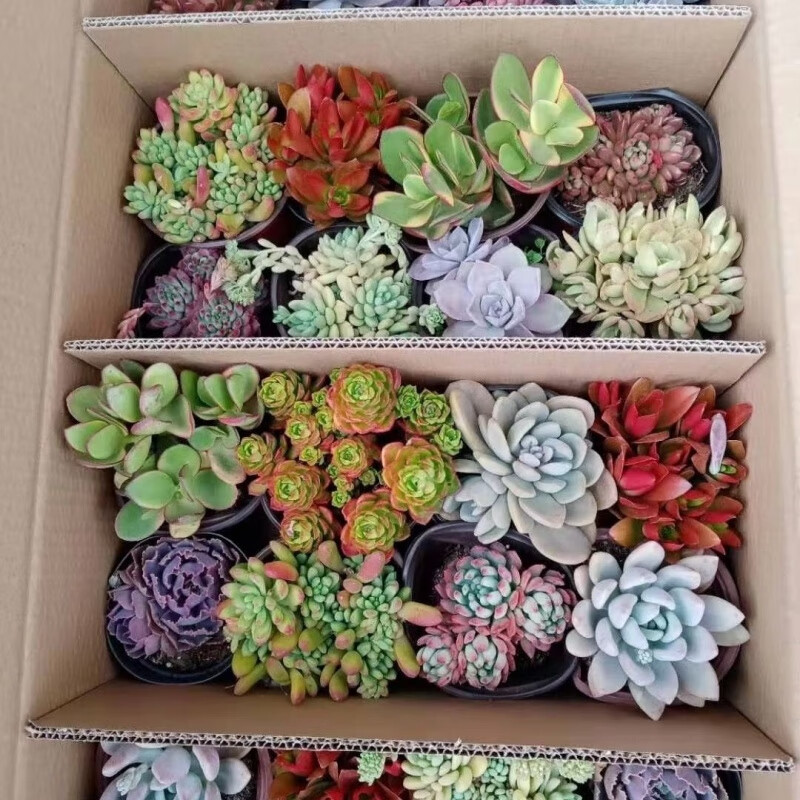 多肉植物老桩大颗批发多肉老桩盆栽稀有品种大号带高颜值巨型盲盒