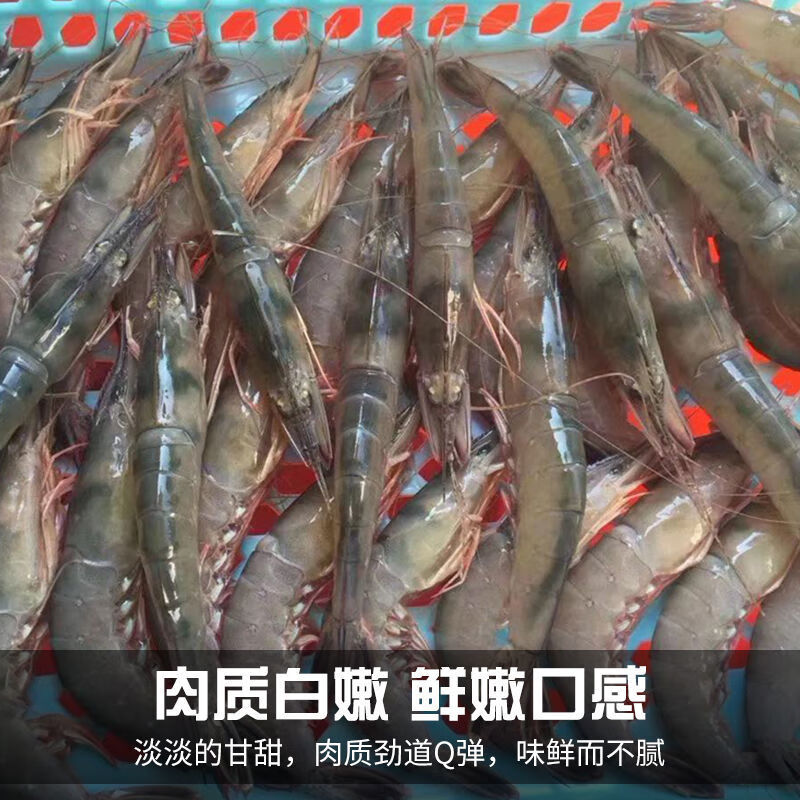 海虾大虾海鲜水产鲜活虾滑皮虾青虾当天现捕批发 姬美食尚 【滑皮虾】