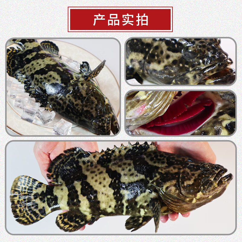 鲟食活冻石斑鱼野外生长海捕龙胆珍珠斑 老虎斑生鲜鱼类海鲜 石斑鱼净重650-800g/条【买一送一】