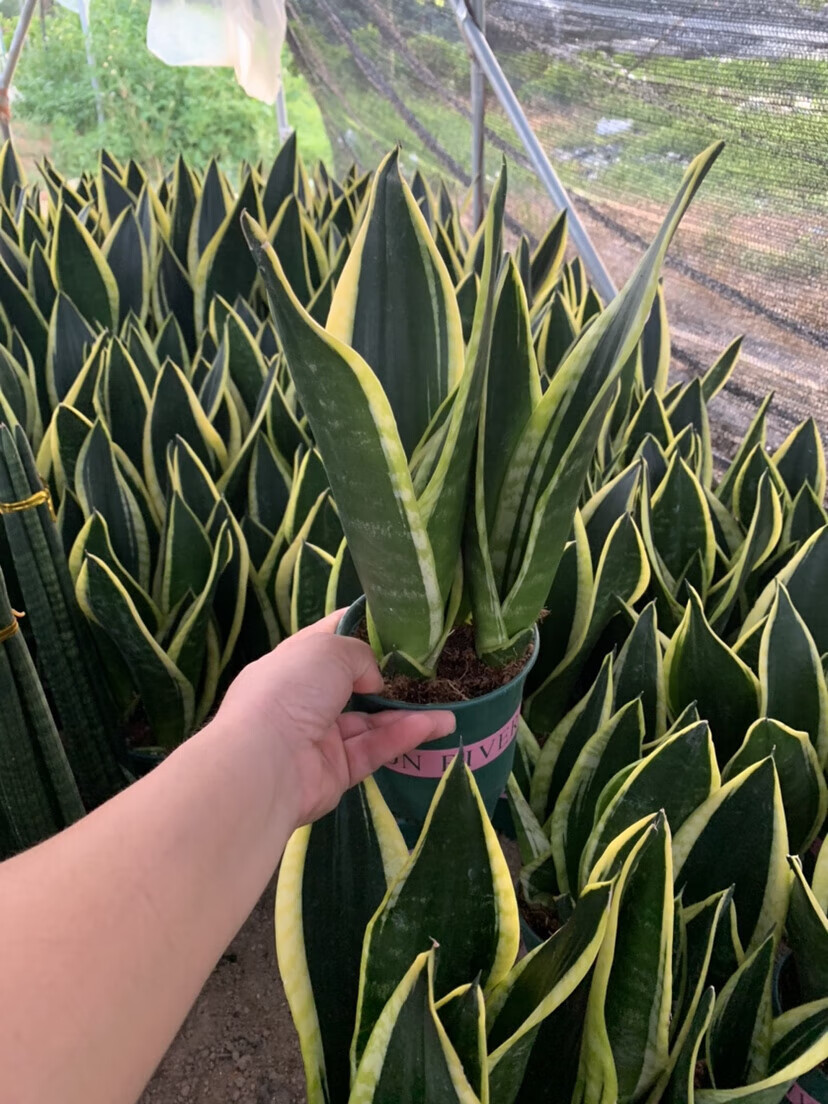 养桌面净化空气桌面盆栽吸甲醛防辐射 小号黑加伦盆霸王兰30-35盆口11