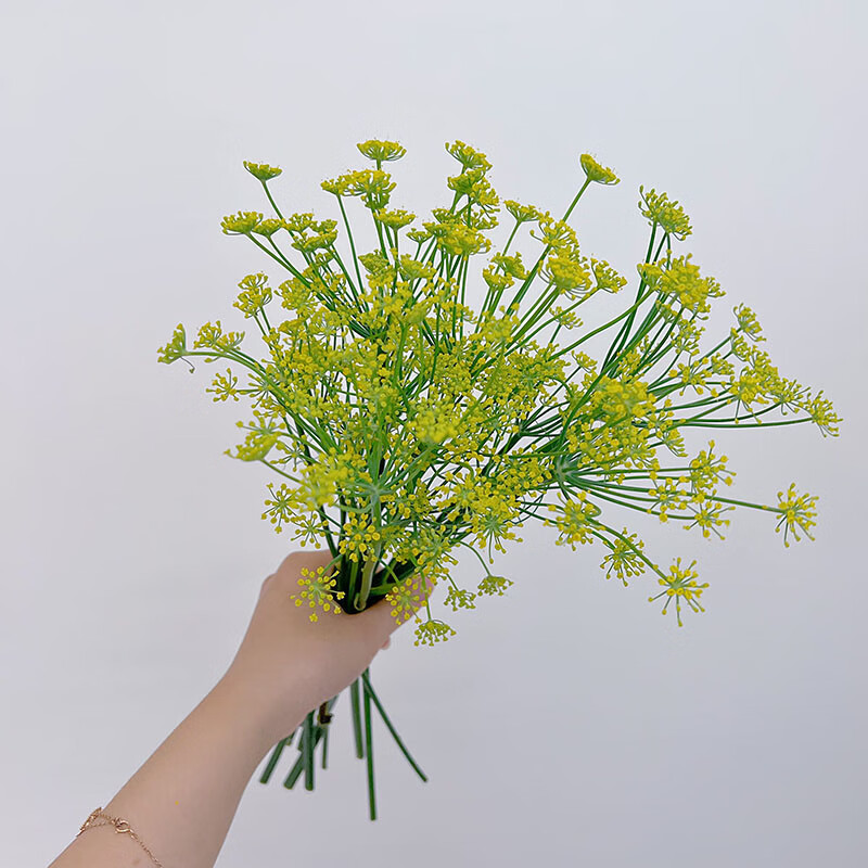 麦桑荷代表才色兼备卓越明灯伞状型花材茴香花鲜花花瓶插花 精选茴香