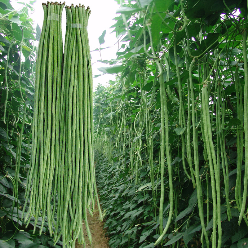 以琛特长绿先锋豆角种子 早熟翠绿色长豆角豇豆盆栽菜园高产四季 豆角