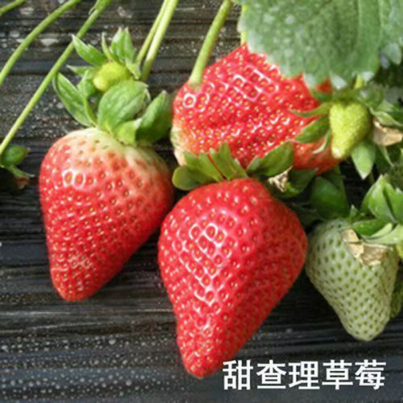 草莓秧带盆土种植盆栽地栽当年结果草莓苗 甜查理 4颗原盆原土带花