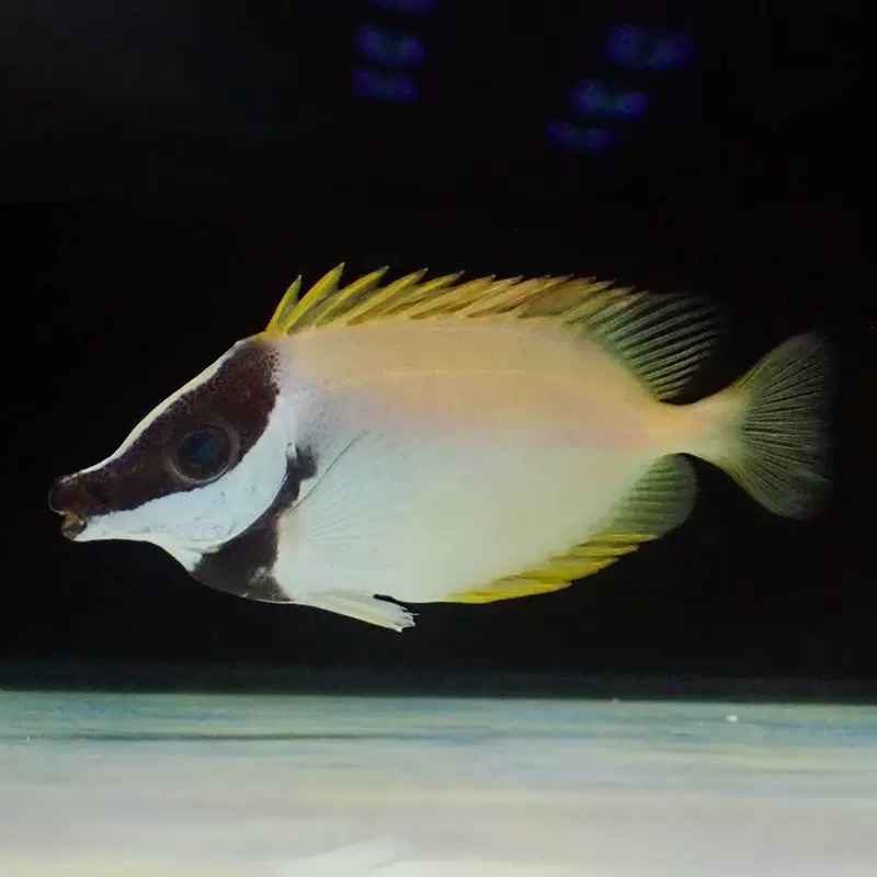 黄狐狸七彩黄斑蓝带斐济双色狐狸鱼海水鱼活体海水缸已检疫秒颗粒