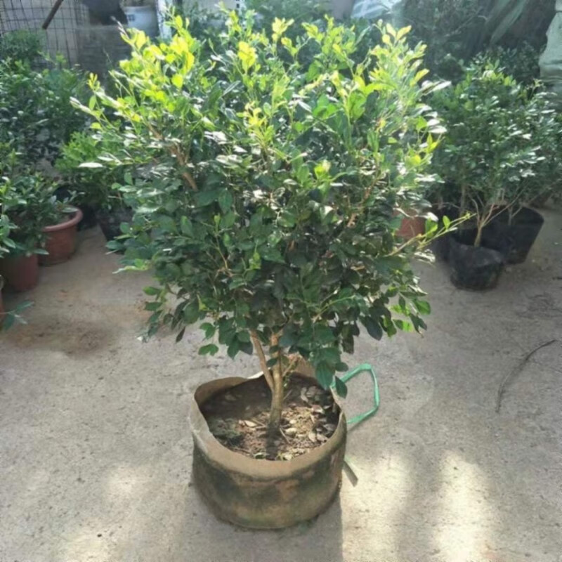 萌妹萌妹九里香盆栽四季花卉植物老樁樹樁室內(nèi)綠植驅(qū)蚊七里香帶花濃香 十年苗帶花苞發(fā)
