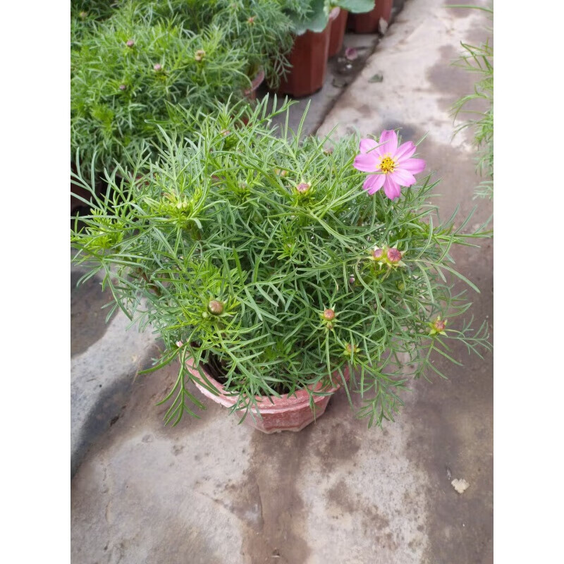 醉春木波斯菊鲜花盆栽格桑花卉阳台庭院喜阳带花苞容易养循环四季开花