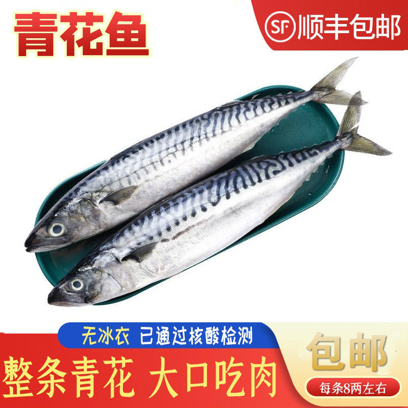 青花鱼 青花鱼