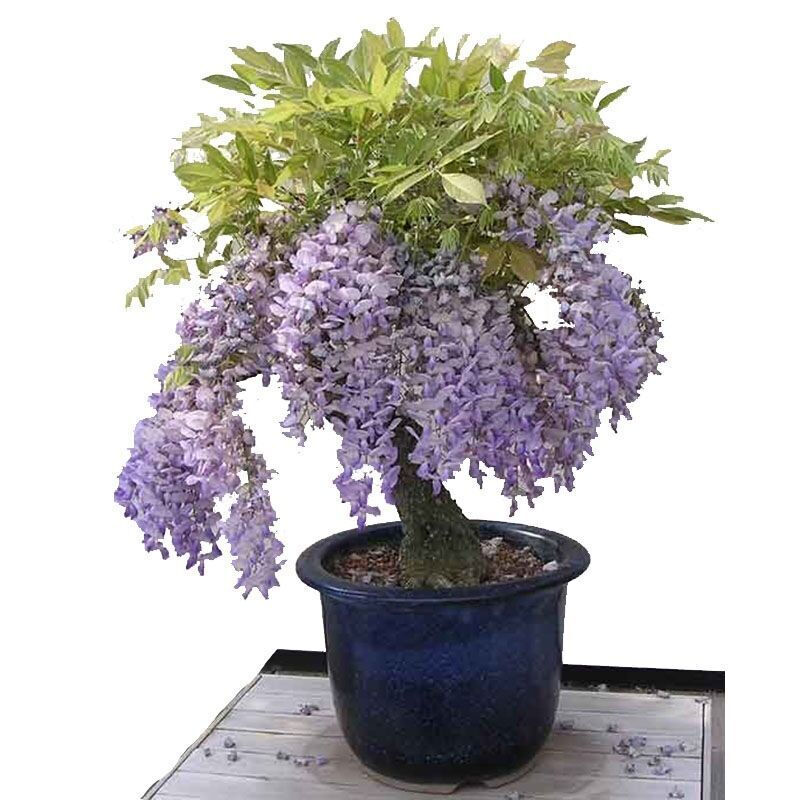 紫腾 相关京东优惠商品排行榜 价格图片品牌优惠券 虎窝购