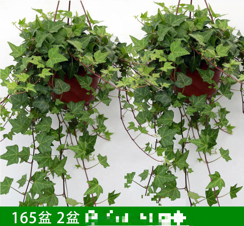 常春藤盆栽好养植物室内垂吊兰长春藤水培爬藤挂常青藤绿植 (165#盆2