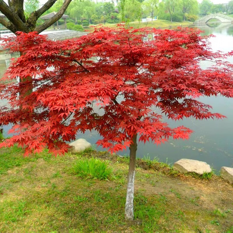 日本红枫树苗四季红室外耐寒红舞姬盆景盆栽大树绿植庭院绿化植物 红枫8公分粗带土球