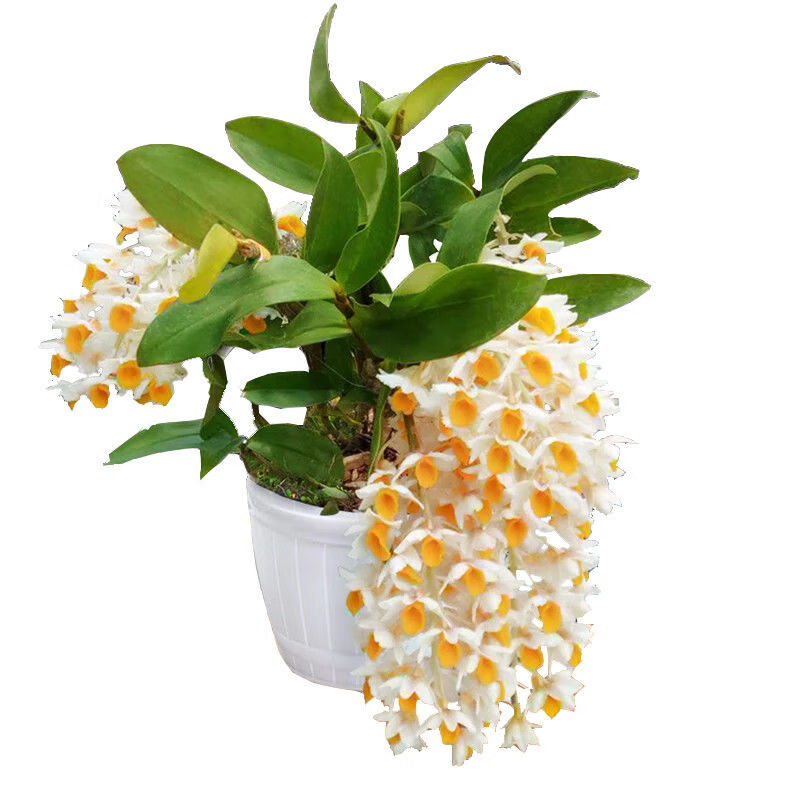 球花石斛盆栽苗懒人室内外窗阳台绿植物景观赏带根吊兰花卉浓香型