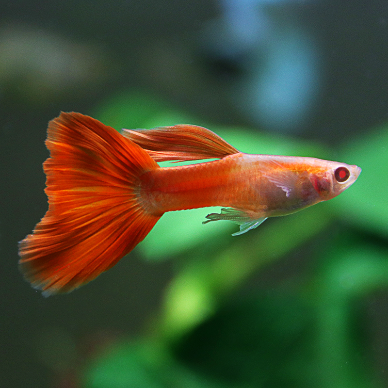 鱼官儿 纯种孔雀鱼活体热带鱼观赏鱼凤尾鱼淡水繁殖孕母孔雀适合新手