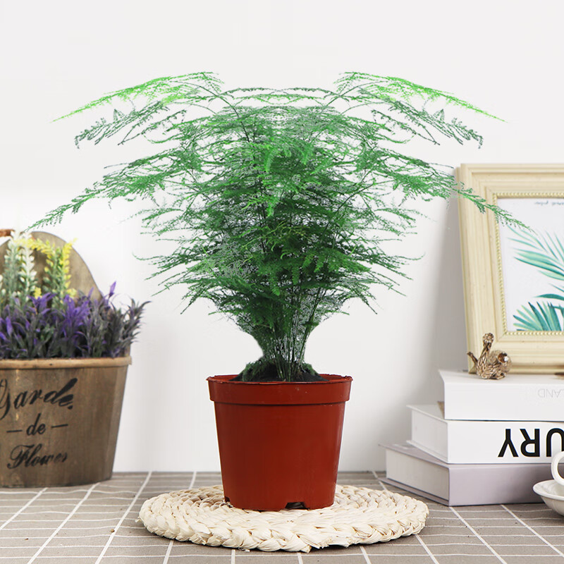 ���������������������ֲ�����辰�ļ�����ֲ����������칫�����辰 ��������ԭ��ԭ���� 12.6Ԫ��2��(��6.3Ԫ/��)