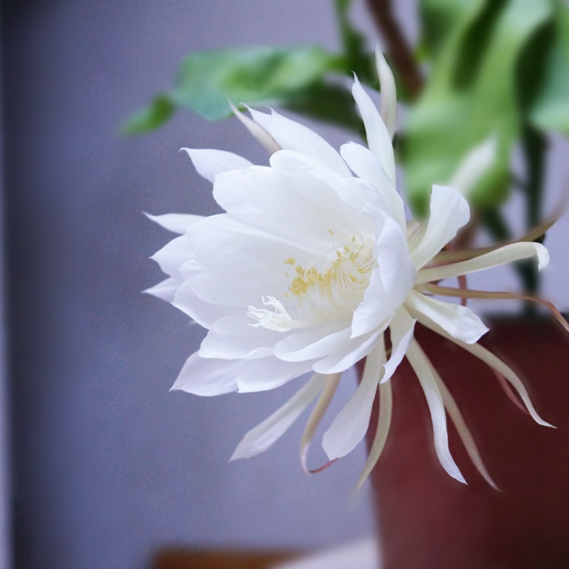 昙花盆栽花卉植物室内外盆景观花老桩小叶昙花苗 d8 原始白3年苗【30