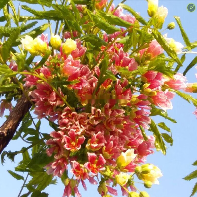 辉客映上 文冠花树苗正宗文管树文官树又叫状元花状元树文寇树文观树