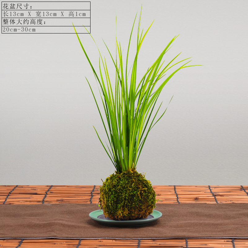 草苔藓球盆栽水养植物禅意日本苍蒲草随手香盆景 借荫,胧月菖蒲苔藓球